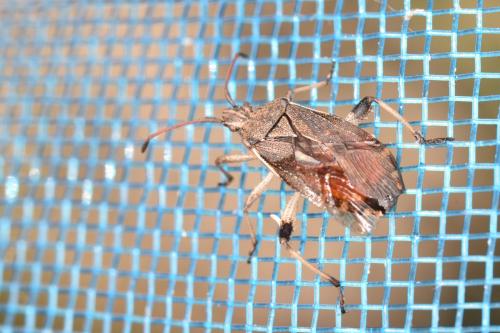 Ceraleptus obtusus